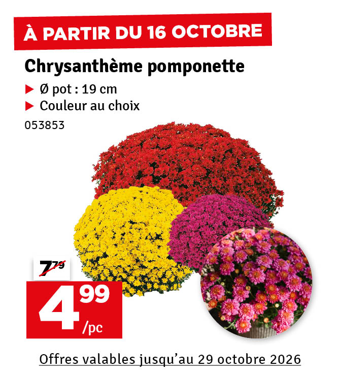 Chrysanthème pomponette en pot Ø 19 cm